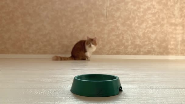 Vacker Röd Katt Springer Till Skålen När Maten Har Lagts — Stockvideo