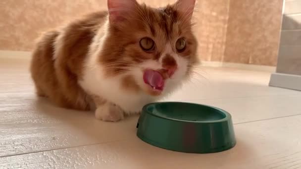 美しい赤い猫は 食べ物が入っているときにボウルに走り 食欲を持って食べる — ストック動画