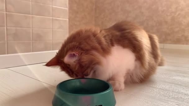 Μια Όμορφη Γάτα Τζίντζερ Μυρίζεται Ένα Μπολ Ζητάει Φαγητό — Αρχείο Βίντεο