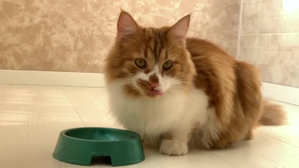 Beautiful Red Cat Runs Bowl Food Has Been Put Eats — Stock Video