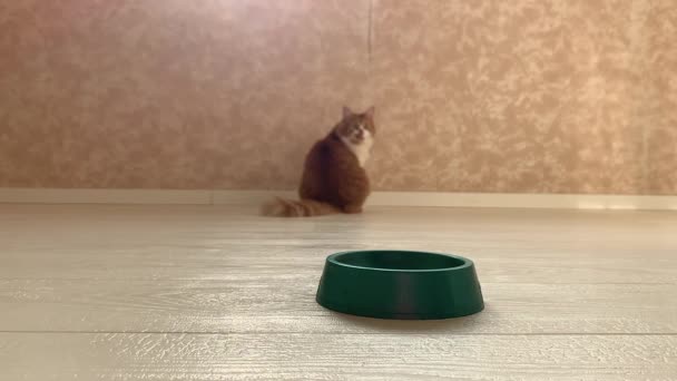 Beau Chat Rouge Court Dans Bol Quand Nourriture Été Mise — Video