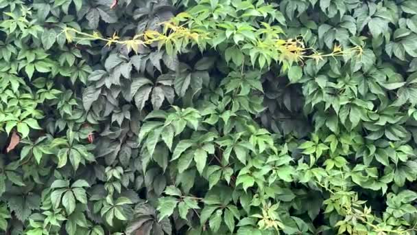 Ściana Jest Pokryta Zielonymi Roślinami Wszystkie Roślinności Zwolniony Ruch — Wideo stockowe