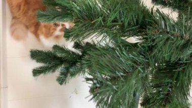 Güzel kızıl kedi ve Noel ağacı. Bir Noel ağacıyla oynuyor, gözlerinin içine bakıyor..