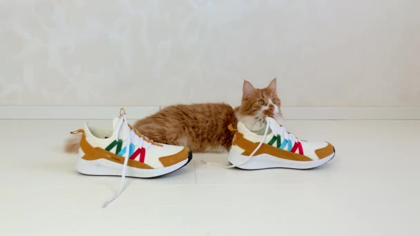 Hermoso Gato Pelirrojo Encuentra Junto Las Zapatillas Deporte Bostezos — Vídeos de Stock