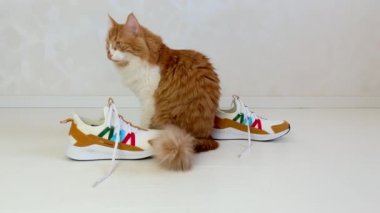 Güzel kızıl saçlı büyük bir kedi spor ayakkabılarının yanında uzanıyor ve esniyor..