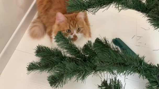 Gato Gengibre Bonito Árvore Natal Ele Brinca Com Uma Árvore — Vídeo de Stock