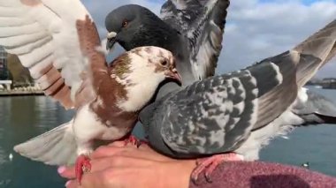 Güzel güvercinler onları ekmekle besleyen dişi bir ele otururlar. Deniz kenti manzarasının arka planına karşı.