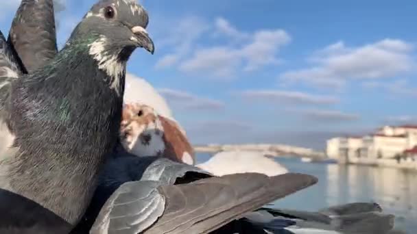 Gyönyörű Galambok Ülnek Egy Női Kézen Ami Kenyérrel Eteti Őket — Stock videók