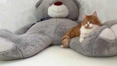 Güzel kırmızı bir kedi kocaman bir oyuncak ayının pençesinde yatar ve uyur. Idyll..