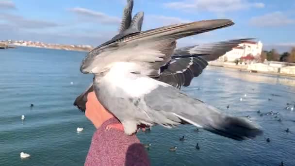 美丽的鸽子坐在一只用面包喂鸽子的雌性手上 从海城的角度来看 — 图库视频影像