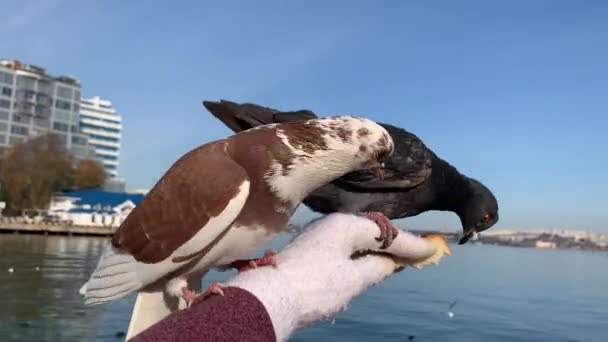 아름다운 비둘기는 먹이를 암컷의 있습니다 도시의 모습을 배경으로 — 비디오