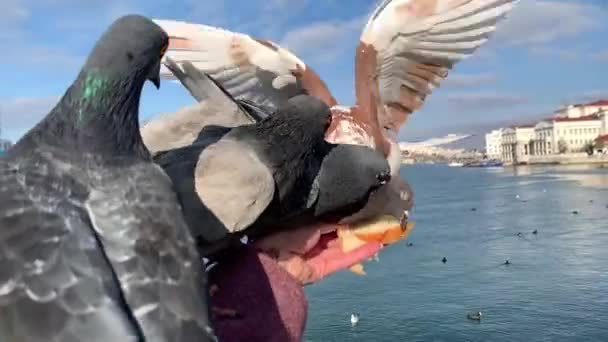 Vackra Duvor Sitter Kvinnlig Hand Som Matar Dem Med Bröd — Stockvideo