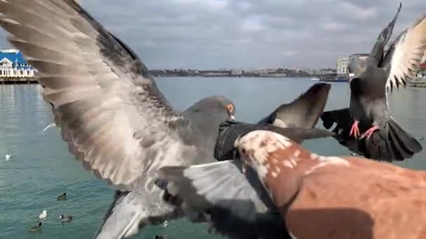 Bellissimi Piccioni Siedono Una Mano Femminile Che Nutre Pane Sullo — Video Stock