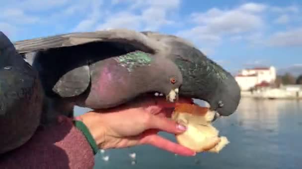 Beautiful Pigeons Sit Female Hand Feeds Them Bread Background Sea — Stock Video