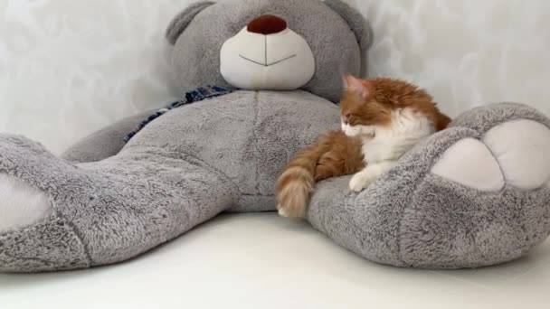 Hermoso Gato Rojo Bosteza Pacíficamente Miente Duerme Pata Enorme Oso — Vídeos de Stock