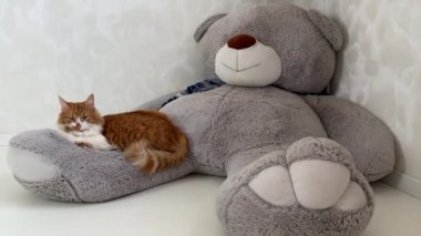 Güzel kırmızı bir kedi kocaman bir oyuncak ayının pençesinde yatar ve uyur. Idyll..