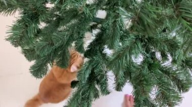 Güzel kızıl kedi ve Noel ağacı. Bir Noel ağacıyla oynuyor, gözlerinin içine bakıyor..