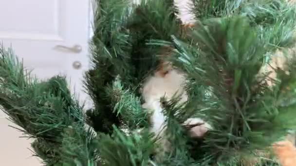 Gato Gengibre Bonito Árvore Natal Ele Brinca Com Uma Árvore — Vídeo de Stock