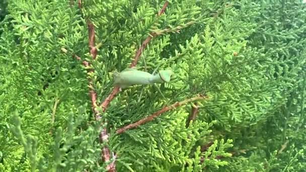 Een Groene Bidsprinkhaan Zit Groene Planten Een Prachtige Natuurlijke Achtergrond — Stockvideo