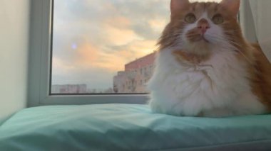 Güzel kırmızı kedi pencerede oturuyor ve güneşin tadını çıkarıyor.
