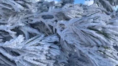 Snow-covered pine - Beautiful panoramic view of Mount Ai-Petri. Mountains, clouds, sea, trees.