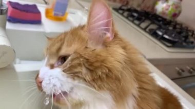 Güzel bir kızıl kedi mutfakta musluk suyu içmek ve içmek ister..