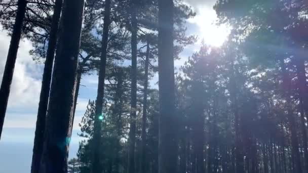 Красивый Сосновый Лес Горах Петри Короны Деревьев Снег Прекрасно Падает — стоковое видео