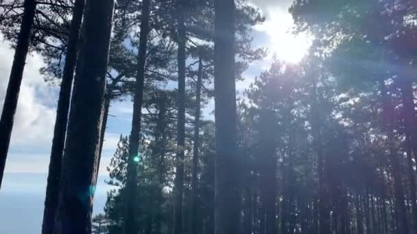 Belle Pinède Dans Les Montagnes Petri Des Couronnes Arbres Neige — Video