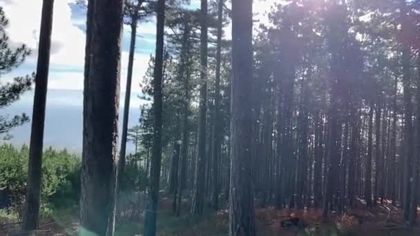 Красивый Сосновый Лес Горах Петри Короны Деревьев Снег Прекрасно Падает — стоковое видео