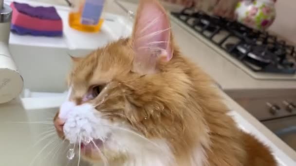 Красива Імбирна Кішка Хоче Пити Воду Крана Кухні — стокове відео