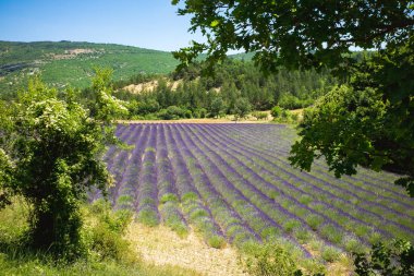 Mor lavanta alan Provence Fransa