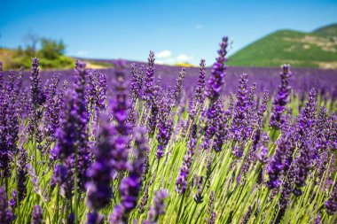 Mor lavanta alan Provence Fransa