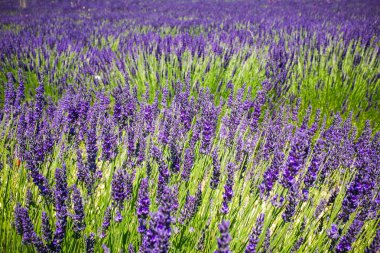 Mor lavanta alan Provence Fransa