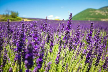 Mor lavanta alan Provence Fransa