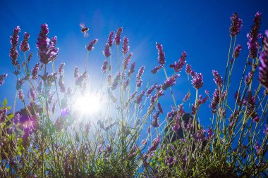 Lavanta mavi gökyüzü ve Provence güneşte karşı