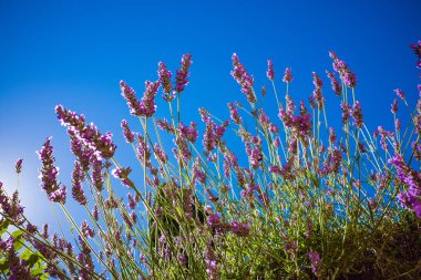 Lavanta Provence mavi gökyüzünde karşı
