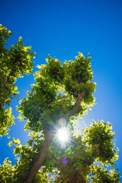 Grüner Baum mit dickem Stamm gegen blauen Himmel mit Sonne — Stockfoto