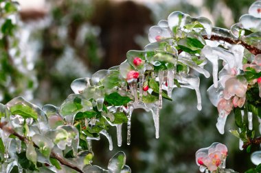 Meyve ağaçları kapsayan koruyucu buz tabakası