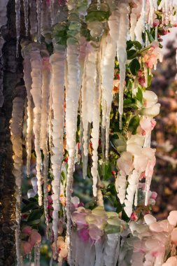 Meyve ağaçları kapsayan koruyucu buz tabakası