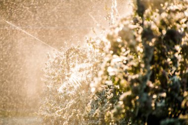 Meyve ağaçları kapsayan koruyucu buz tabakası