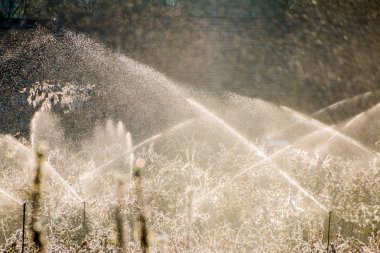 Meyve ağaçları kapsayan koruyucu buz tabakası