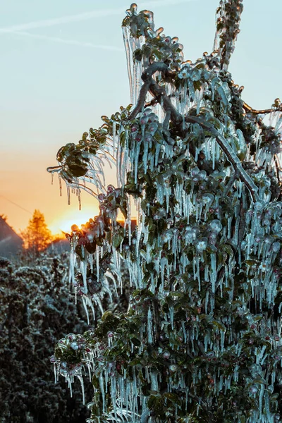 Capa de hielo protector que cubre árboles frutales —  Fotos de Stock