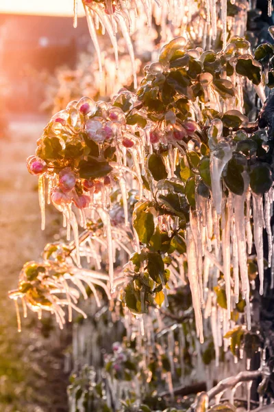 Capa de hielo protector que cubre árboles frutales —  Fotos de Stock