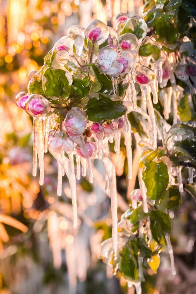 Слой защитного льда, покрывающий фруктовые деревья — стоковое фото