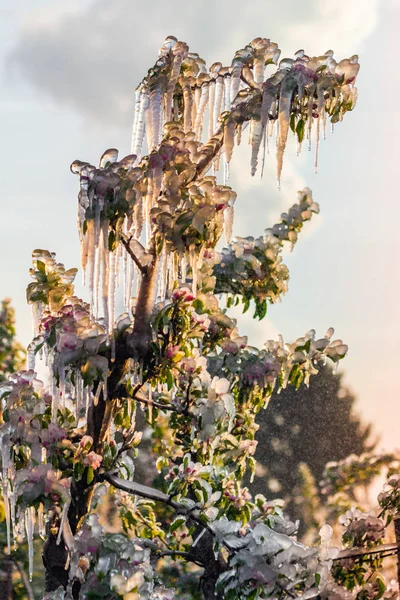 Capa de hielo protector que cubre árboles frutales —  Fotos de Stock