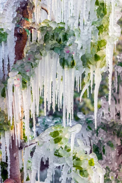 Camada de gelo protector que cobre árvores de fruto — Fotografia de Stock