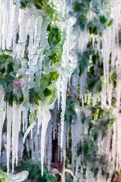 Capa de hielo protector que cubre árboles frutales —  Fotos de Stock