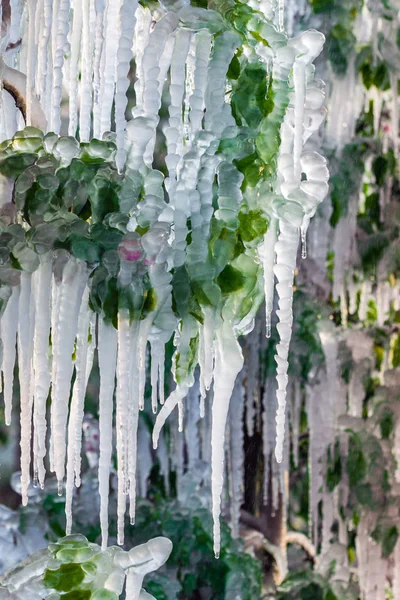 Camada de gelo protector que cobre árvores de fruto — Fotografia de Stock
