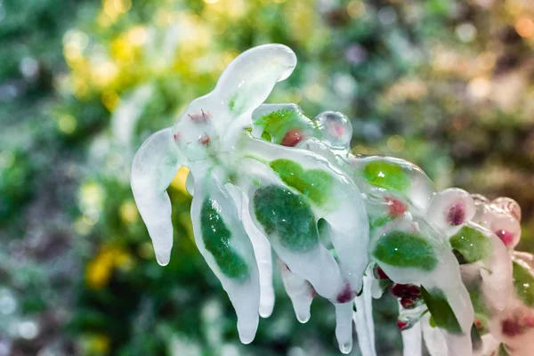 Capa de hielo protector que cubre árboles frutales —  Fotos de Stock