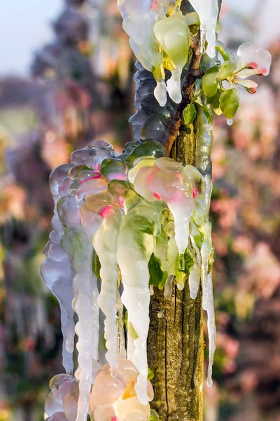 Слой защитного льда, покрывающий фруктовые деревья — стоковое фото